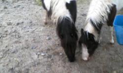 My Surprise diamond (aka mini go figure )is a 6 yr old pinto blk and white mini -- she came to us as a 2 yr old for my daughter who was then 4. She was and still is a great companion to my daughter whom she helped to learn how to handle and care for a