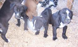 Gorgeous blue eyed puppies born Nov 26. Black, tan and brown coats. No papers, mom and dad on site. Have their first shots. Home raised. Call, text or e/mail Patrick at 561-355-2760.