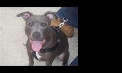 MALE BLUE BRINDLE PUP 6 MONTHS HOUSE BROKEN GREAT WITH KIDS MOVING MUST SELL ALL SHOTS P 2 DATE 734 731 9740