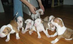 red nose pitbull puppies 4 sale ready in mid october girls 350 boys 300 good with kids and toddlers