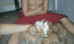 I have three pitbull puppies for sale . 2 males and one female. They are red brindle. bloodline is old kingfish, salloon, beaudroux, sorrell. They are ADBA registered. Mom and Dad on site. Puppies are six weeks old.
