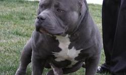 download champion bloodline pitbull for free