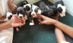 I have 3 boys and 5 girls baby pitbulls looking for a great home. If interest, please call turtle
@404-310-8574
