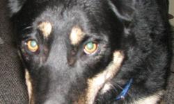 My name is Jake I am a black/tan shepherd wearing a blue collar I ran from my home in Friendly village Gorham Maine on May 28th I am a little shy around strangers but I don't bite please help me find my way home.
Please contact my family if found at