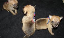 THE PERFECT VALENTINE'S DAY GIFT!!! I have three absolutely beautiful male POM-CHI puppies for sale. They are 6 weeks old and are up do date on their de-wormings. Their mother is a full blooded black tea cup apple-head chihuahua and their father is a full