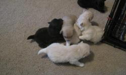 pom puppies
born Nov. 5th
ready for forever home
several to choose from
1 - female
3 - males
THESE ARE GONE.