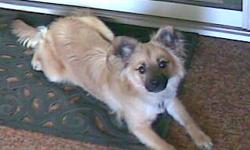 Cute, smart 8 month old male Pomeranian/Pug mix. Has all his shots. Waiting for loving individual or youngish family. Just needs to be registered. (Have form to send in or do on-line). House broken.
