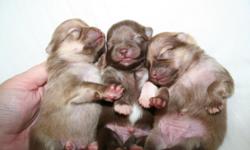Pomeranian Puppies
2 males 1 female
Born 5/28/11 Ready Mid July
Taking deposits now!
Reserve your baby before its too late!
AKC/CKC w/ Champion lines
will be utd on shots
wormed
health guarantee
puppy pack - food, collar, leash, toys, pee pads
For more