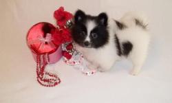Beautiful Pomeranian puppy ready for her new forever home.
1 female
Back/White parti.
CKC reg.
1 year Health Guarantee.
Current on vaccines.
Raised in my home, playful and so...cute!
Call Debra 334-794-0492
Website>> www.yourpuppystop.com
Email