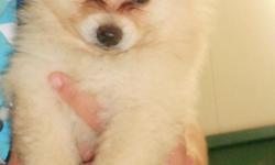 Beautiful Cream Pomeranian Puppy's, (1) Male, (1)&nbsp; (Tea Cup) Female ready for new home.