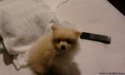 pomeranian puppies varry cute 9 weeks first shots and wormed raised in doors papper trained ready for love 561-881-3326