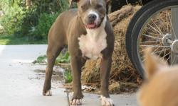 18 Month Old Blue Nose American Pitbull Terrier Female for Sale. Must sell ASAP because we have to move. Great dog, good with kids, and house broken. Purple Ribbon UKC, will have papers on site! Also these pics are pretty old, she was about 7 months. If