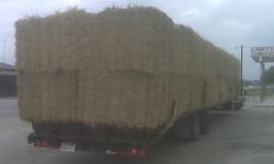 Premium Horse - Jiggs Hay For Sale
Horse Hay for Sale
Located in Cypress
We have a trailer load of square bales of Premium Jiggs hay for sale
420 bales on a trailer load $ 7.00 ea
Call Ken at 832-731-8028