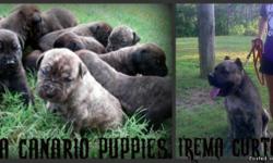 I have Presa Canario Puppies for sale. They were born on 6/22/11. The mother had a litter of 10 healthy puppies, 7 males and 3 females. These dogs are great dogs for protection. For more information you call reach me at 678-588-2859
