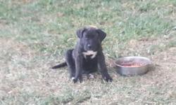 Beautiful male and female puppies for sale.&nbsp; Shots and deworming already done.&nbsp; Excellent size and temperament.&nbsp; Puppies have papers.&nbsp; The best european lines.&nbsp; Father weighs 145 lbs, 26 1/2".&nbsp; Mother weighs 115 lbs,