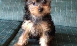 I have AKC registered Yorkshire Terriers for sale. They are UTD on shots and wormings. They will be ready for their new home . I have included a picture of the mom and dad so you can see what size they will be full grown.If you have any questions
