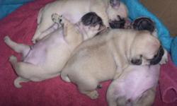Pug puppies, 3 males, shots, wormed, 7wks old. Parents are registered, have puppy papers.