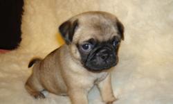 Playful, loving, pug puppies fawn color. Ready for good homes only. Please call if you are ready to be a loving family for this new addition. 626-826-6013 Dorothy