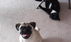 Moving...Need home for this 16 week old, adorable, fun loving, well rounded pug puppy. She loves people and gets a long with other dogs and cats. VERY good with kids, even toddlers. She's very playful and then loves to snuggle. She came from Pure