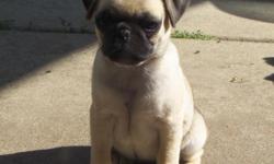Pug Puppy Purebred ~ Female 9 Weeks Old. She has had her first shots.