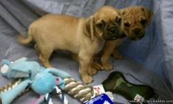 Adorable Puggle puppies for sale in South Florida. Our puggles for sale have all shots/deworming s up to date, health certificate, papers, pedigree, microchip and come with a FREE vet visit! Located in Broward county near Fort Lauderdale, Miami,