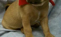 Puggle Puppies For Sale South Florida. Our Puggles for sale have all puppy shots/dewormings up to date, health certificate, microchip and come with a FREE vet visit. Call (954)-452-8588 and visit www.yourpetcity.com