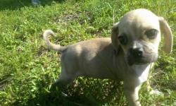 Tiny Miniature Pocket Puggle puppies for sale in South Florida. SUPER CUTE AND TINY litter of puggles! These gorgeous designer breed puppies are out of a purebreed Pug and purebreed Beagle. Located near the Fort Lauderdale area. Our Puggles for sale have