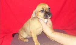 Puggle puppy for sale in south florida. SUPER PUPPY SALE! All puppies have been REDUCED! Our puggles for sale have all shots/dewormings up to date, health certificate, health papers, microchip and also come with a free vet visit. call (954)-452-8588 and