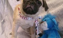 Pugs for sale in South Florida. Our Pug puppies for sale have all shots/dewormings up to date, health certificate, papers, some have microchips and all come with a FREE vet visit! Call (828)-253-2392 and visit www.yourpetcity.com