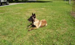 Belgain malinois 8 males 1 female AKC registered shots and dewormed. Strong French Ring, Belgain Ring and World champion bloodline. DOB 1-5-2011 will be available 2-16-2011 Both parents on site. there is nowhere in the U.S. that you can get these pups for