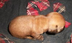 I have two chiweenies one male and one female. the male is redish brown and has black around his nose and a little white under his mouth and the female is blonde. they are 7 weeks old on saterday. they were born on 9/18/2010. You can call Betty @53 0549