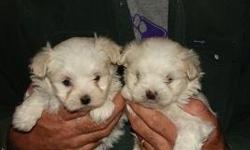 Scottish Terriers, Snorkies, Maltese, & Shih-tzu. Call or email for pictures. 870-853-6740