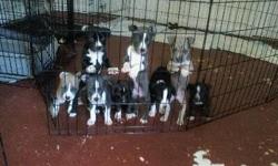 AMERICAN PITBULL PUPPIES FOR SALE (14 Weeks Old)
Veterinarian papers of health records up dated
4-FEMALES $400
4-MALES $350