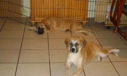 PURE BREED ANATOLIAN SHEPHERD ONE MALE AND ONE FEMALE
YOUNG BROWN / WHITE 8 MONTH OLD. NEG. CALL 713 540 - 1781