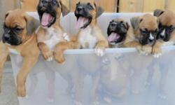 We have 9 boxer pups for sale. Males: 1 brindle 2 fawn. Females: 2 brindle 4 fawn. Pups were born on 7-1-11 and ready for homes on 8-26-11 at 8 weeks. Pups have vaccinces, tail docked, declawed, dewormed, & health exam. All work done at Fillmore animal
