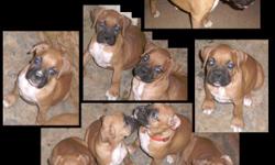 Pure Breed Boxer pups
3 female pure breed boxers pups, 8 weeks, fawn, dock tales, declawed, 1st shots. $250.00 OBO 626-246-4035 (call or text)