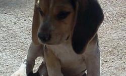 12 week old purebred Beagle puppies for sale. There are 4 males and 1 female which are all tri-colored and already vaccinated. Their father has a rare quality in which he points. Their mother has chocolate and bluetick&nbsp;coloring. Their father and
