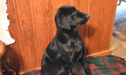 Camo Camile will be a year old on Febuary 11th, 2014. Cam is trained to, Kennel, sit, stay, lie down and come. She'll sit on your left side, stay, mark, and retrieve. If you're outside and want to bring her in the house tell her to heel, walk with her to