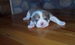 IOEBA REGISTERED KENNEL. PUPPIES BORN APRIL 12,2011 HAVE HAD TAILS DOCKED & DEW CLAWS REMOVED. THEY ARE UP TO DATE WITH ALL SHOTS AND WE ARE WORKING ON POTTY TRAINING. OUR PUPPIES ARE FROM GOOD BLOODLINES; VERY BULLY LOOKING; ARE RAISED INSIDE OUR HOME