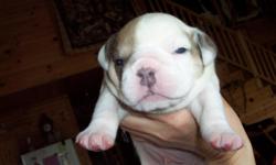 Purebred with registration papers from IOEBA. One male blue fawn born on April 12,2011 available. He is current on all shots. He is very bully looking, comes from good bloodlines, and has a great personality. We are working on potty training. If you are