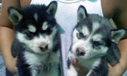 Purebred Siberian Husky Puppies
5 weeks old (Born June 21, 2011)
Received all first shots.
4 Girls 4 boys
Different coat colors and different eye colors
Very Friendly and Playful
$700
Email below if you're interested
