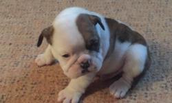 Purebreed english bulls pups Need homes,Purebreed english bulls at tender age rehoming. Male and female available for new homes and careful criteria is used for getting them in to their new home. If you are a lover of this breed and obsessed about them
