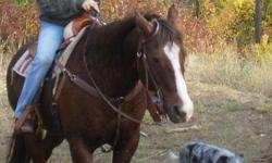 QH Very nice mare&nbsp;8 YR OLD 15 HANDS with loads of training. Perfect , but also loves to be trail ridden&nbsp; Proven broodmare, has thrown beautiful colored foals. No bad habits, but not a deadhead either, so best for intermediate + rider.447-5735