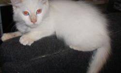 We have an adorable Ragdoll flame point male kitten, born August 11, 2010, still available. All our cats have been tested negative for FeLV (feline AIDS) and FIV (feline HIV). The kitten is registered and has received his first shots, worming and health