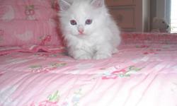 We have the beautiful ragdoll kittens raised in our home&nbsp;underfoot kids prespoiled before ever leaving our home see our website for kittens available www.rustsragdolls.com -- full health guarantee