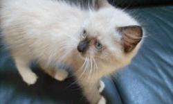 Adorable Ragdoll male kitten, born October 11, 2010. There is just one mitted seal point male still available. He has been tested for FeLV (feline AIDS) and FIV (feline HIV). The kitten is registered and will come with his first shots, worming and health