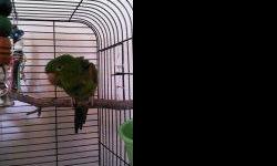 Rare white-eyed male conure, good natured, DNA sex, asking $300.00. Contact Diane at --.
