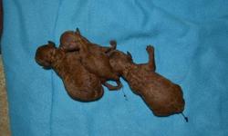 I have 1 dark red male tiny toy poodle puppy. He should weigh between 5 to 6 lbs grown. Mom is 5 1/2 and dad is 4 1/2 lbs. He was born on 5-24-11.