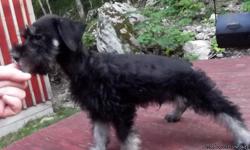 Lovable mini schnauzer puppies. Our puppies are home raised, and well socialized. Our puppies are utd on their shots and worming. They are the best little puppies, and so smart.