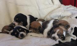 The most beautiful Bassett hound puppies you have ever seen! I am the owner of the mother, who has given birth to six pups, 5 boys and 1 girl. We have several bi-colored pups and two tri-colored. They will be nine weeks and ready to go 12/5/12. They will
